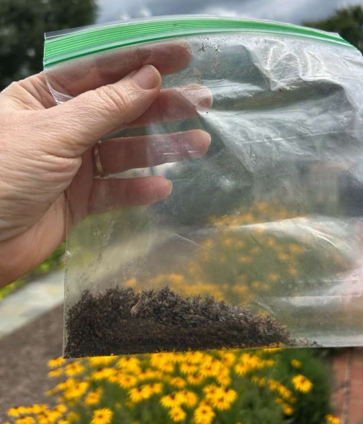 Laura's hand holding up the ziplock, its bottom edge lined with dead mosquitoes, over a bed of black-eyed Susans