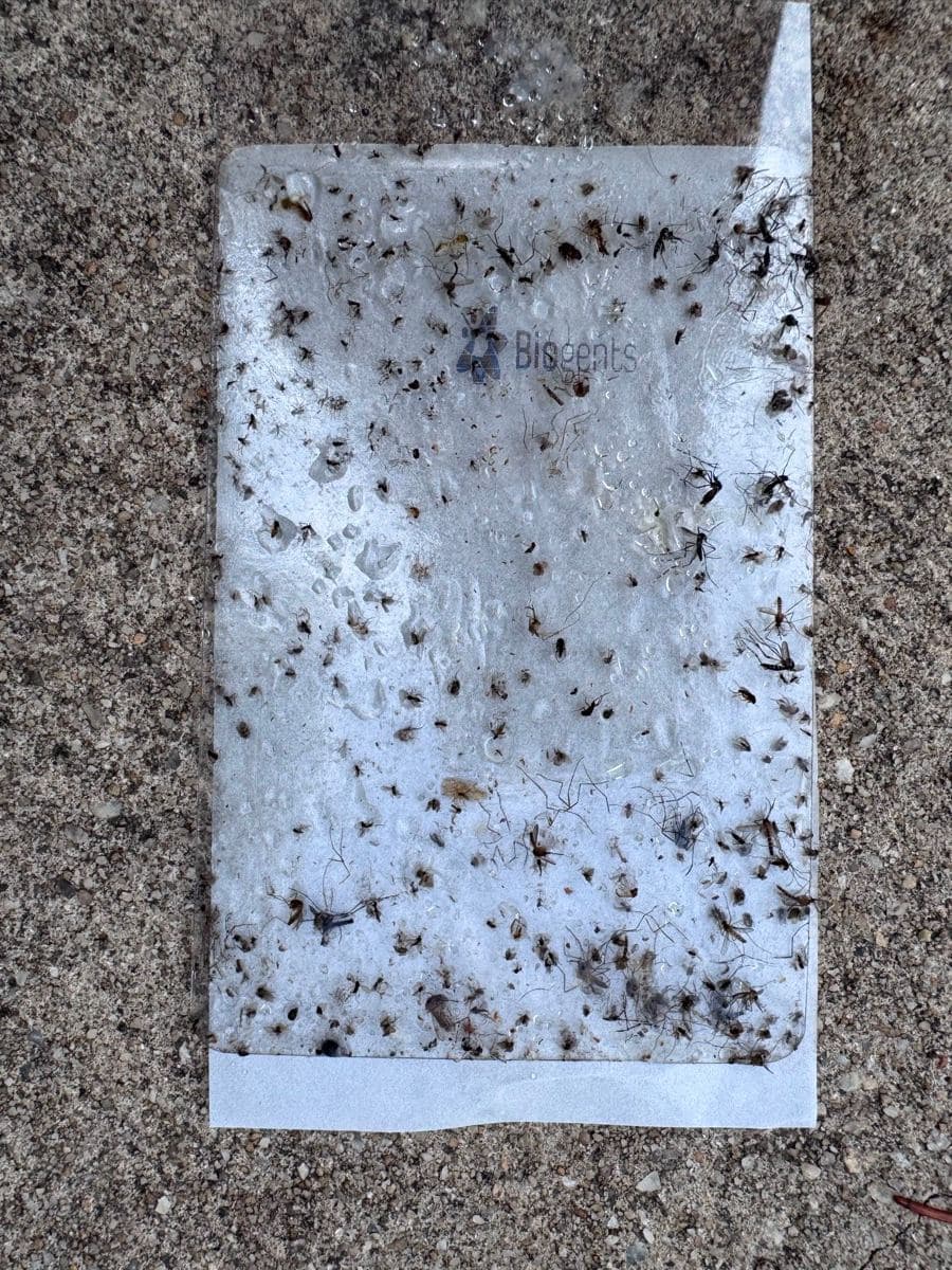 Mike's sticky trap card, covered in caught mosquitoes