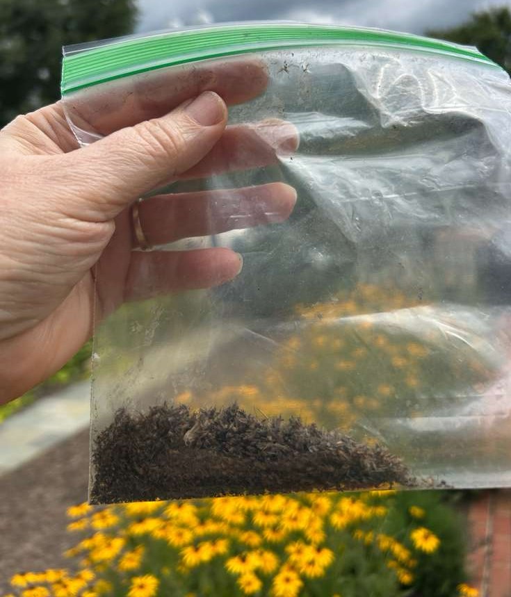 Laura's hand holding up the ziplock, its bottom edge lined with dead mosquitoes, over a bed of black-eyed Susans